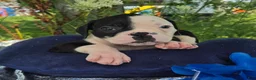 Olde English Bulldogge dogs for sale: Joey - Ad 5