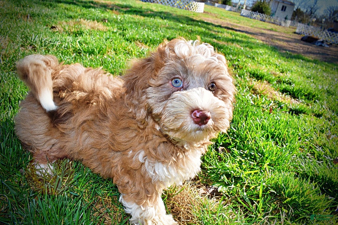 Havapoo dogs for sale: Romeo - Ad 13