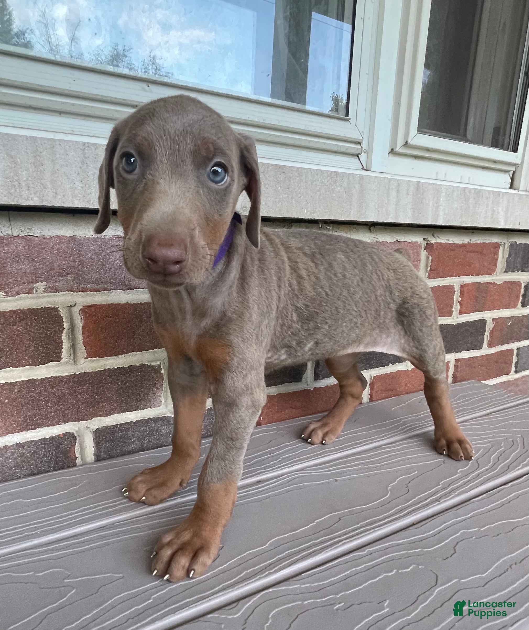 Doberman Pinscher dogs Storm - Ad 2
