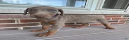 Doberman Pinscher dogs for sale: Storm - Ad 2