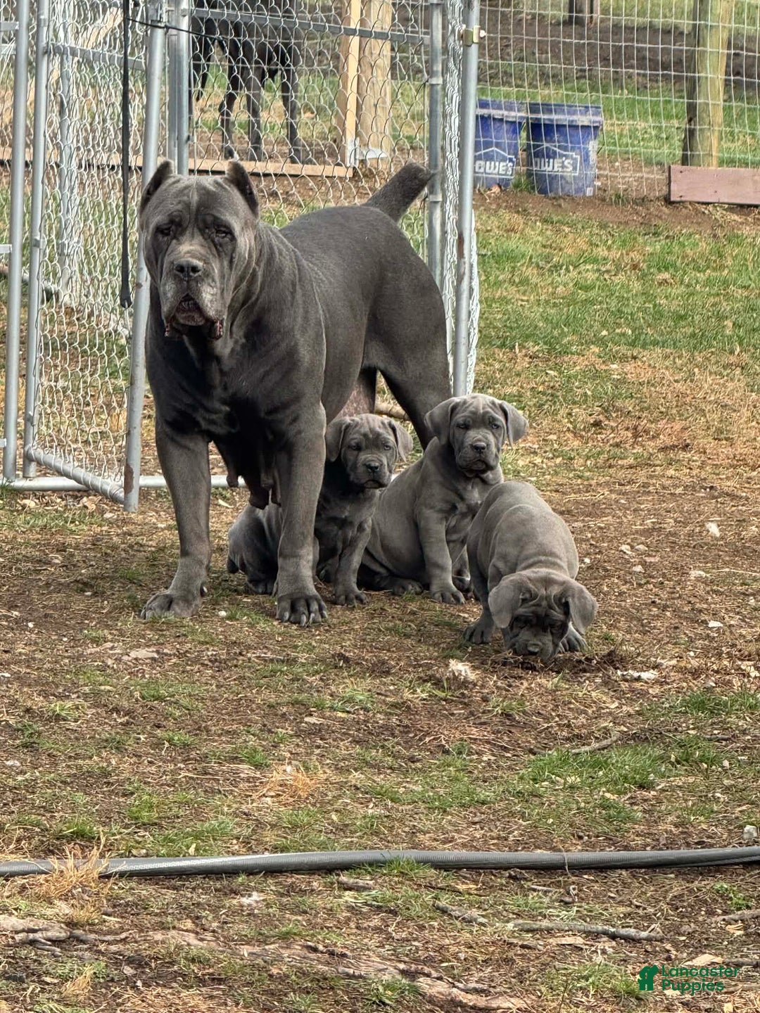 Cane Corso dogs for sale: Cane Corso Puppy 3 - Ad 3