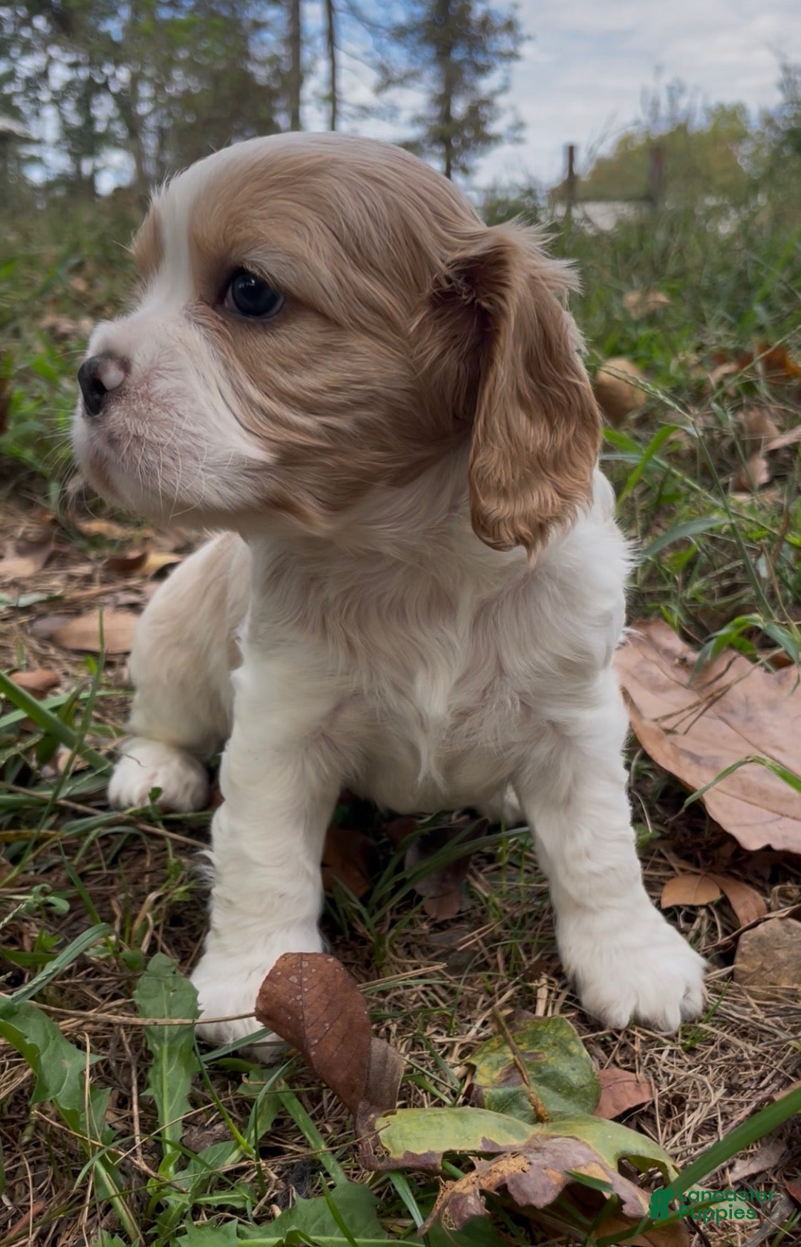 Mixed Breed dogs Maël - Ad 2