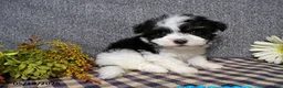 Havanese dogs for sale: Kipper - Ad 5