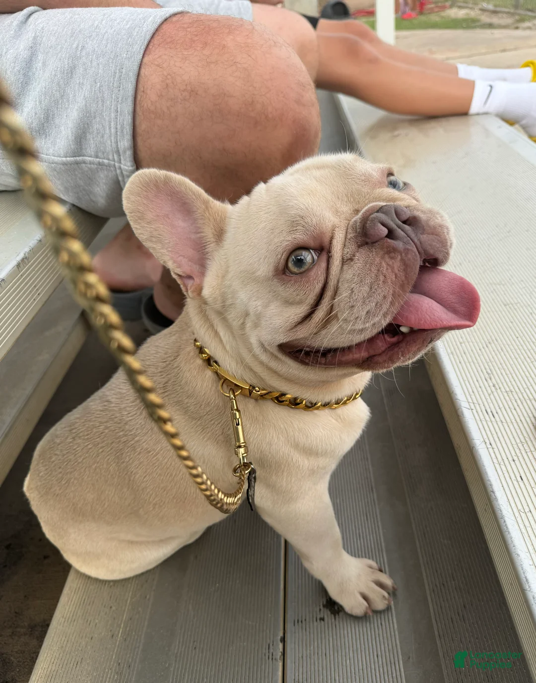 French Bulldog dogs for stud: Pecan stud - Ad 9