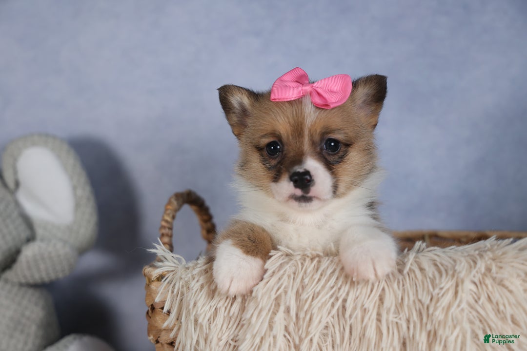 Welsh Corgi Pembroke dogs for sale: TWILIGHT - Ad 19