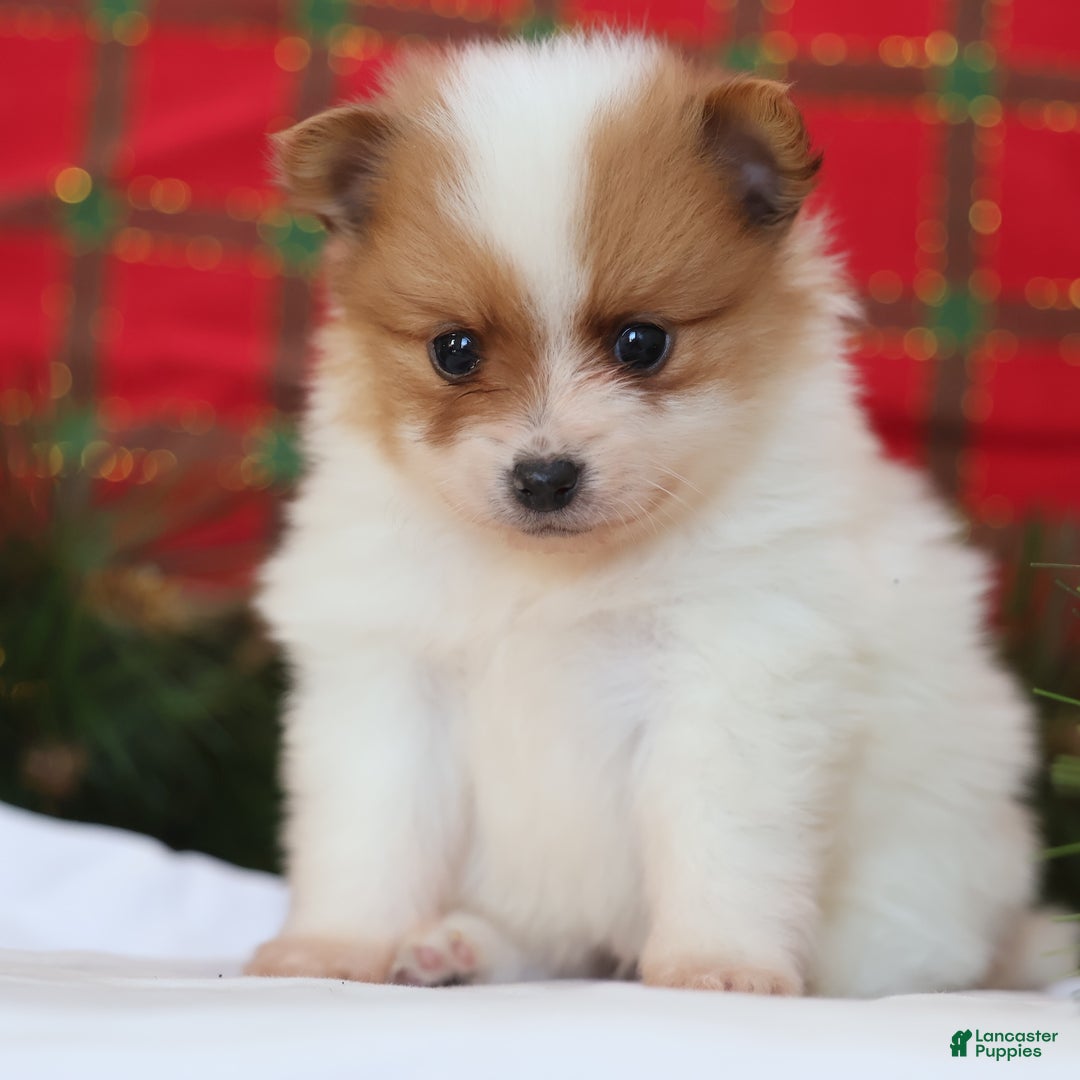 Pomeranian dogs for sale: Captain  - Ad 5