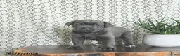 Cane Corso dogs for sale: Athena - Ad 2