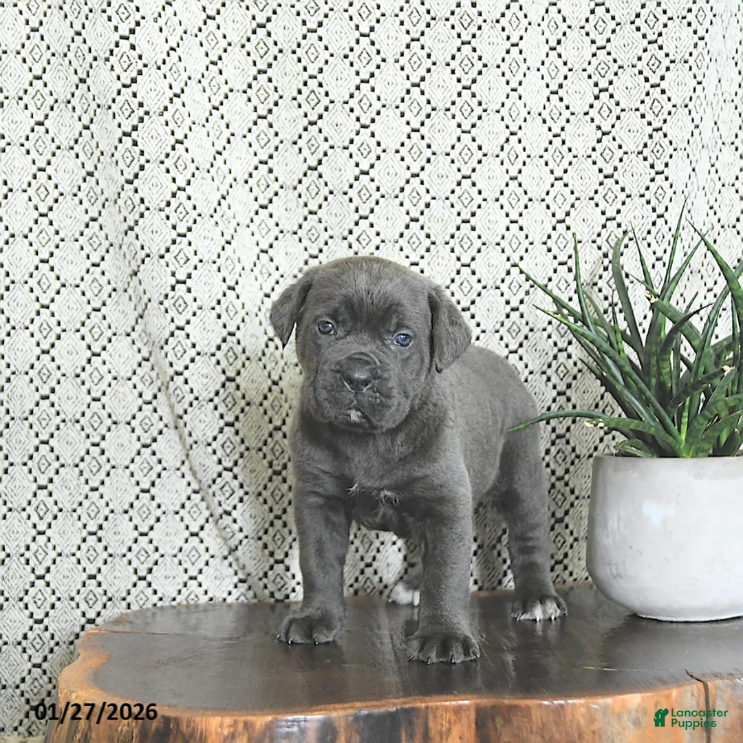 Cane Corso dogs for sale: Athena - Ad 2