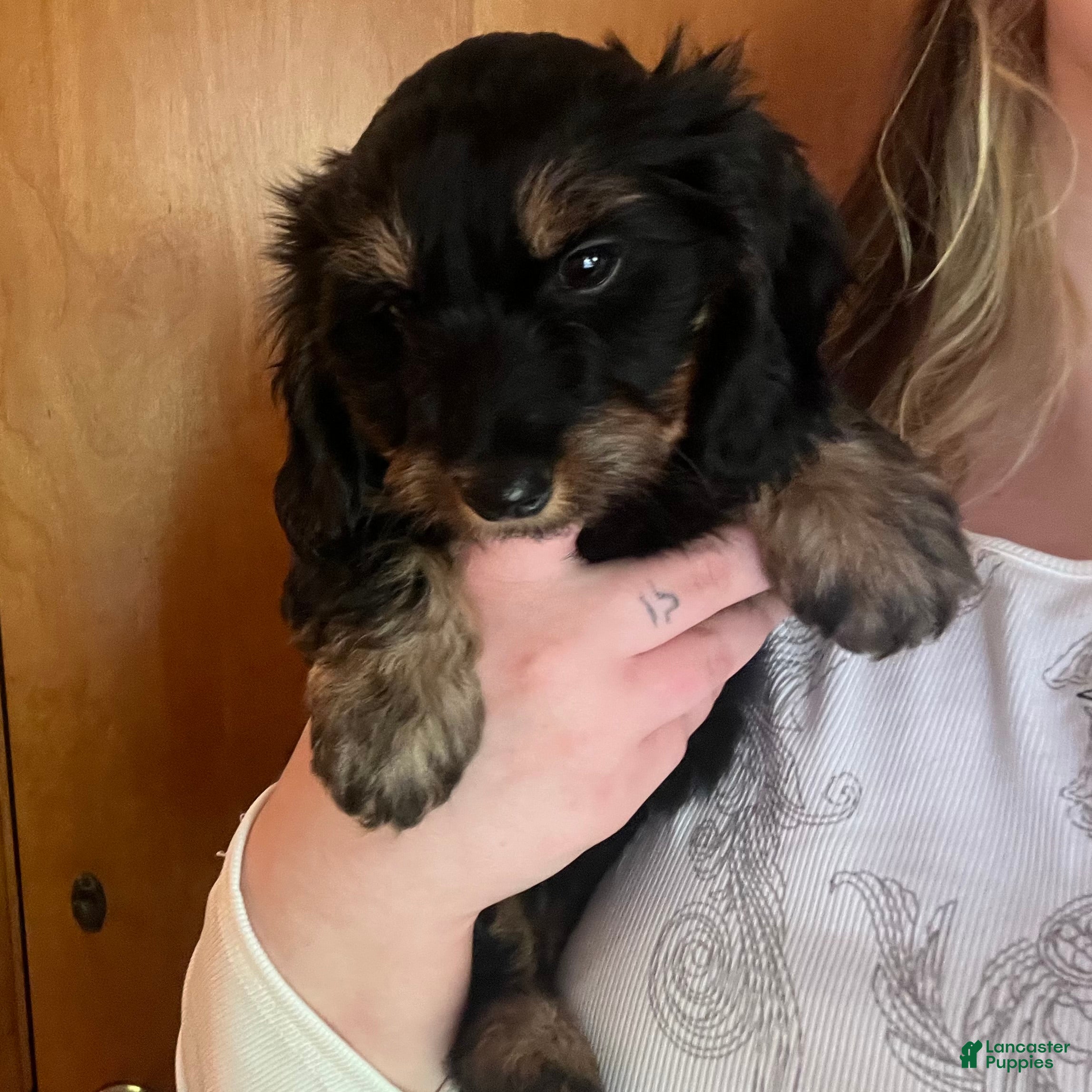 Miniature Dachshund dogs Daisy - Ad 2
