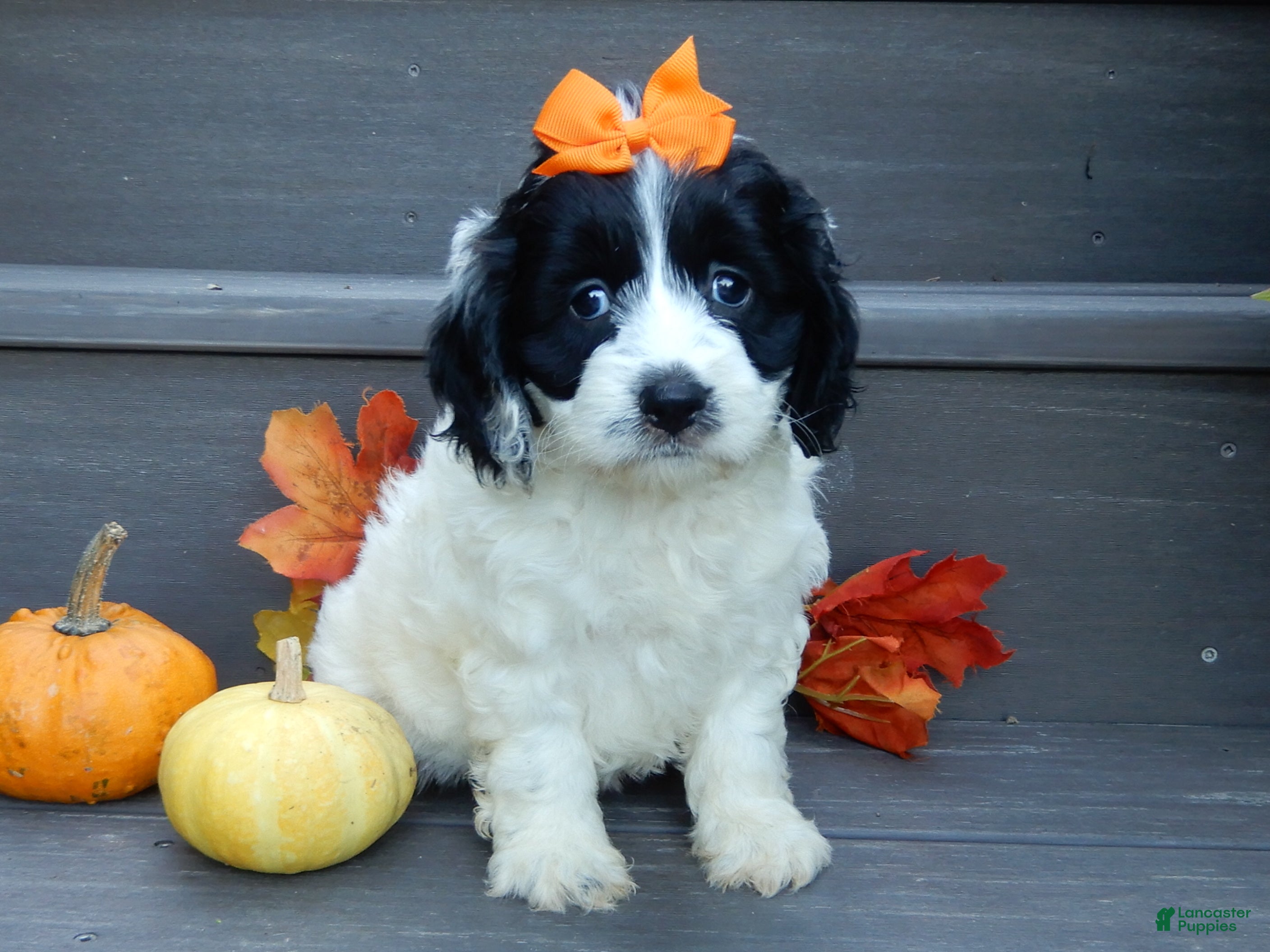 Cockapoo dogs Molly - Ad 1