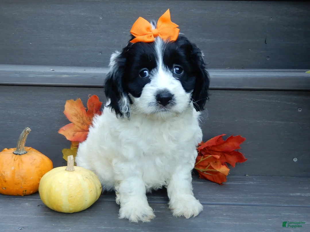 Cockapoo dogs for sale: Molly - Ad 1