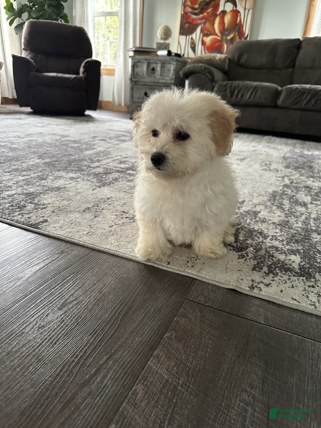 Bichpoo dogs for sale: terra - Ad 2