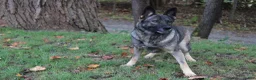 German Shepherd dogs for sale: German Shepherd 1 - Ad 6