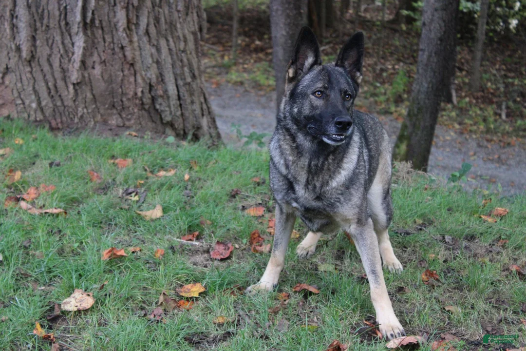 German Shepherd dogs for sale: German Shepherd 1 - Ad 6