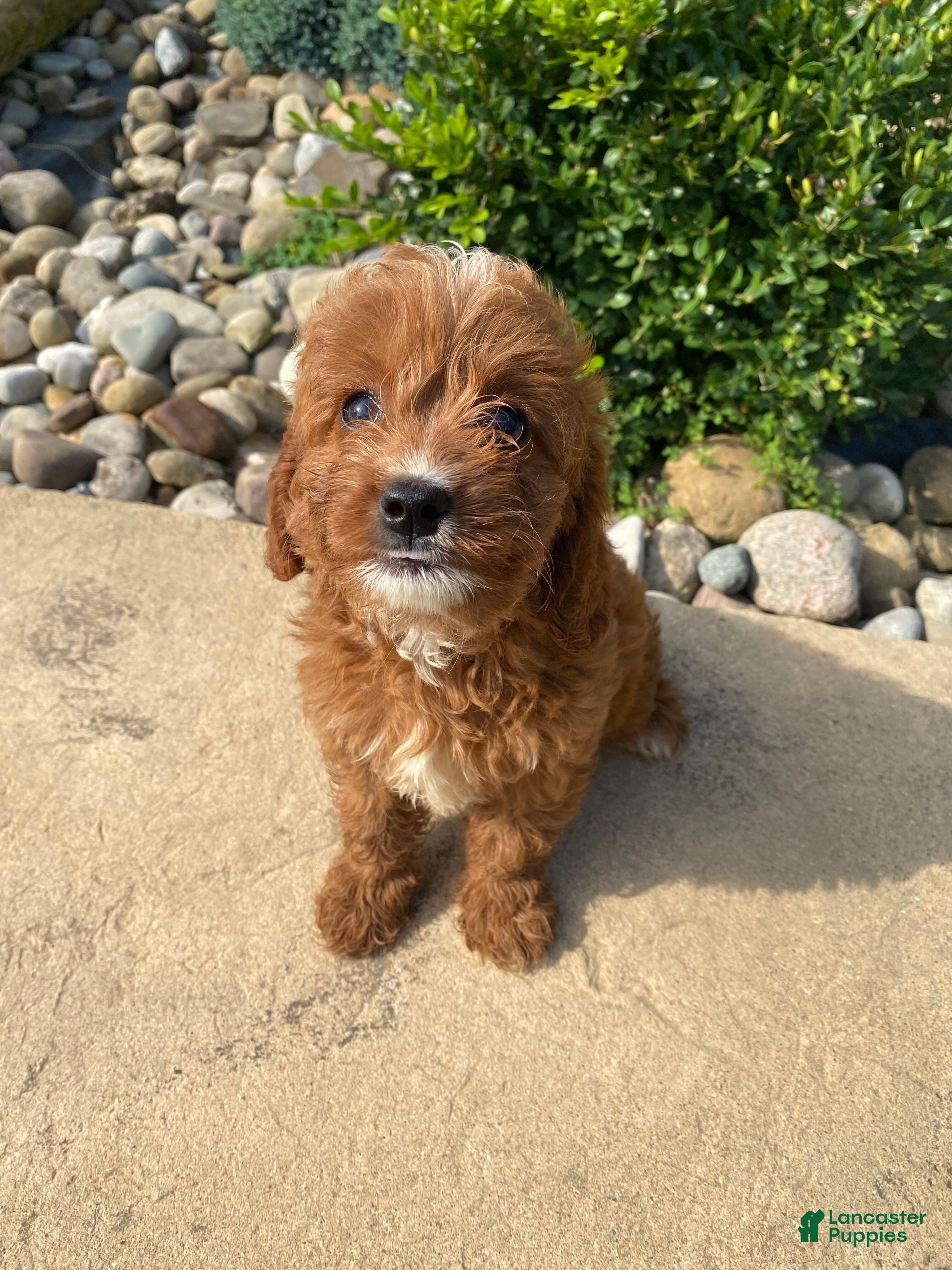 Cavapoo dogs Becky - Ad 1