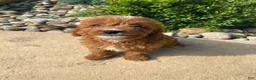 Cavapoo dogs for sale: Becky - Ad 1
