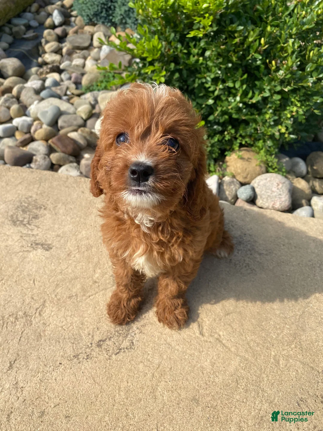 Cavapoo dogs for sale: Becky - Ad 1