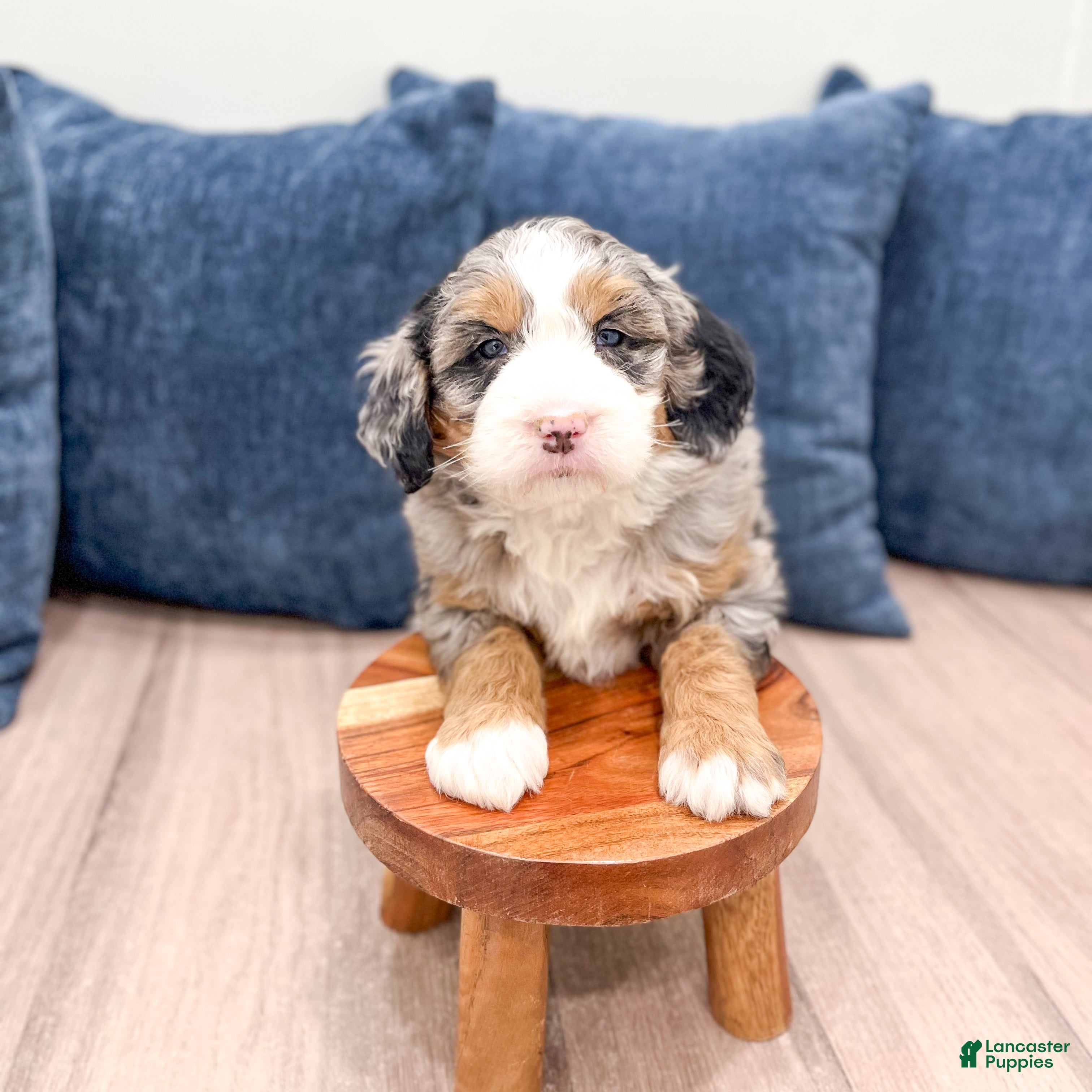 Mini Bernedoodle dogs Walter - Ad 2