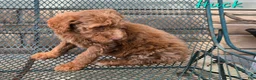 Goldendoodle dogs for sale: Goldendoodle Puppy 2 - Ad 5