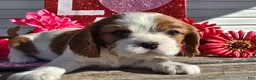 Cavalier King Charles Spaniel dogs for sale: Dolly - Ad 14