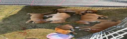 Mixed Breed dogs for sale: Tertia - Ad 4
