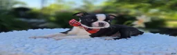Boston Terrier dogs for sale: Doyle - Ad 1