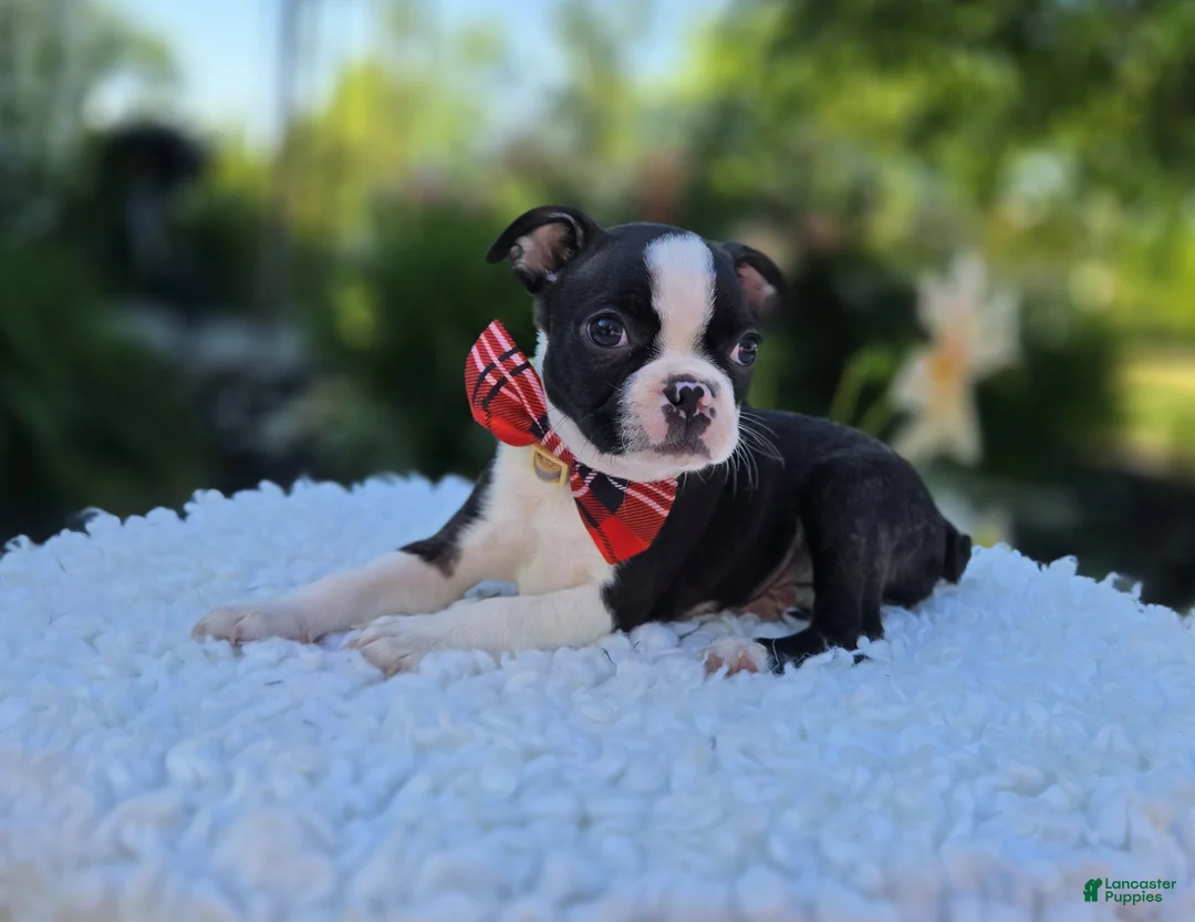 Boston Terrier dogs for sale: Doyle - Ad 1