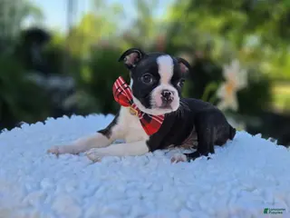 Boston Terrier dogs for sale: Doyle - Ad 2