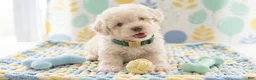 Maltipoo dogs for sale: GUCCI - Ad 1