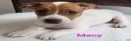 Jack Russell Terrier dogs for sale: Jack Russell Terrier 4 - Ad 1