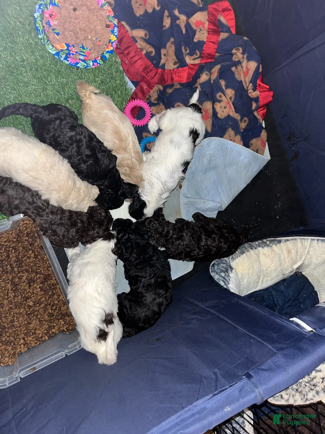 Labradoodle dogs for sale: Chocolate - Ad 12