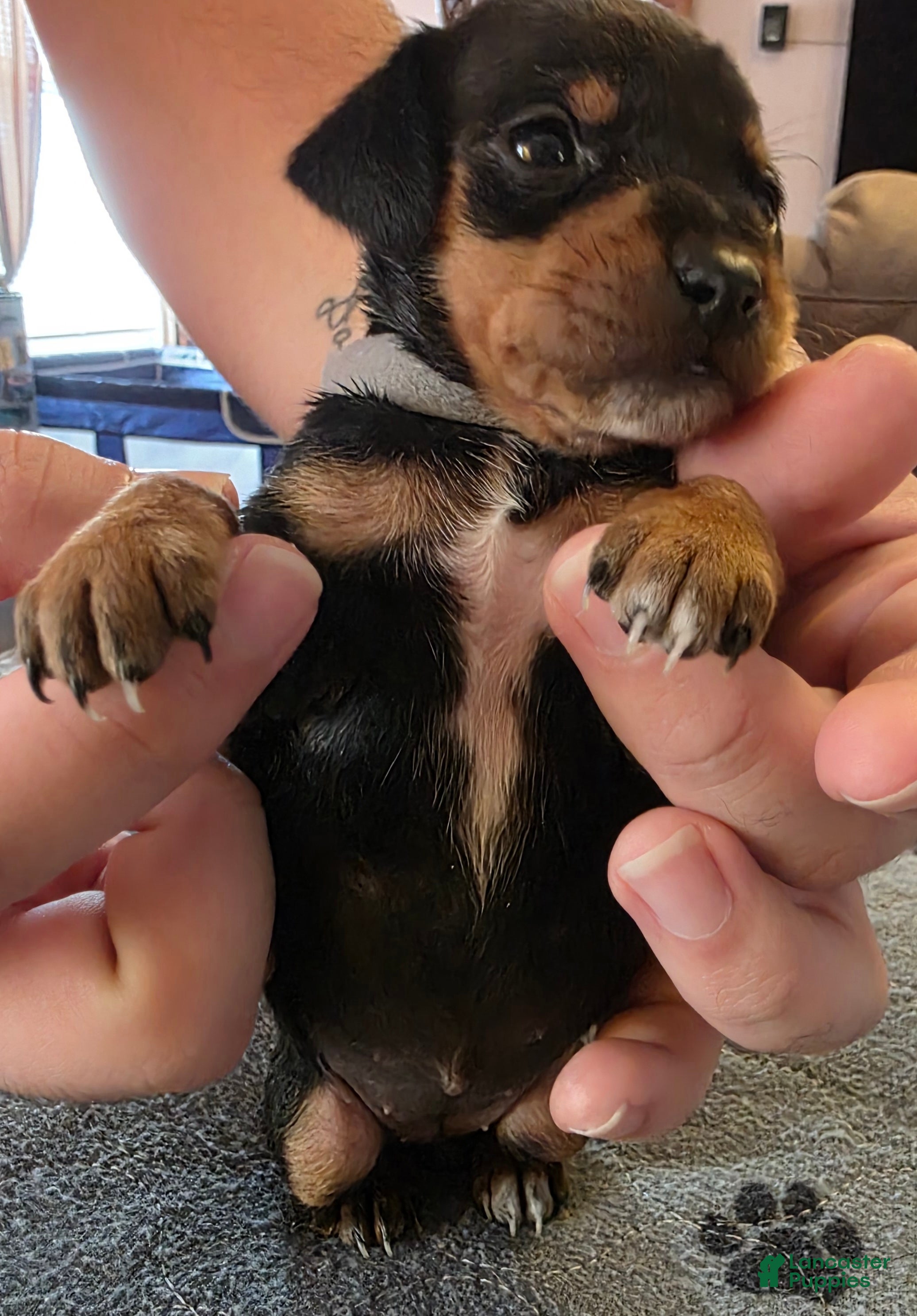 Miniature Pinscher dogs J-grey - Ad 2