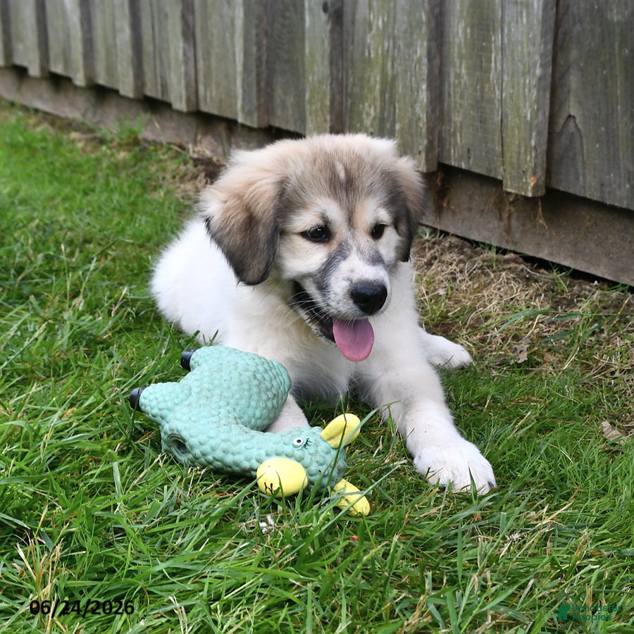 Mixed Breed dogs Bowan - Ad 1