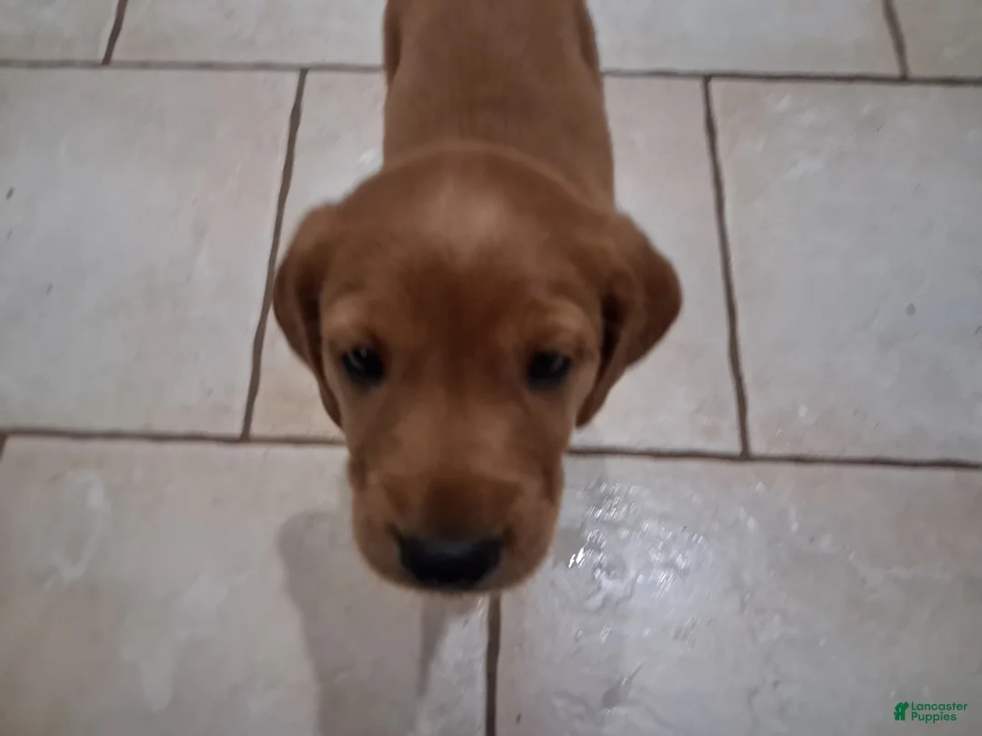 Mixed Breed dogs for sale: Black collar - Ad 1