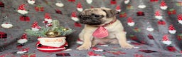 Pug dogs for sale: Claus - Ad 7