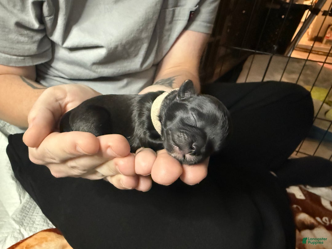 Shih Tzu dogs for sale: Raven - Ad 16