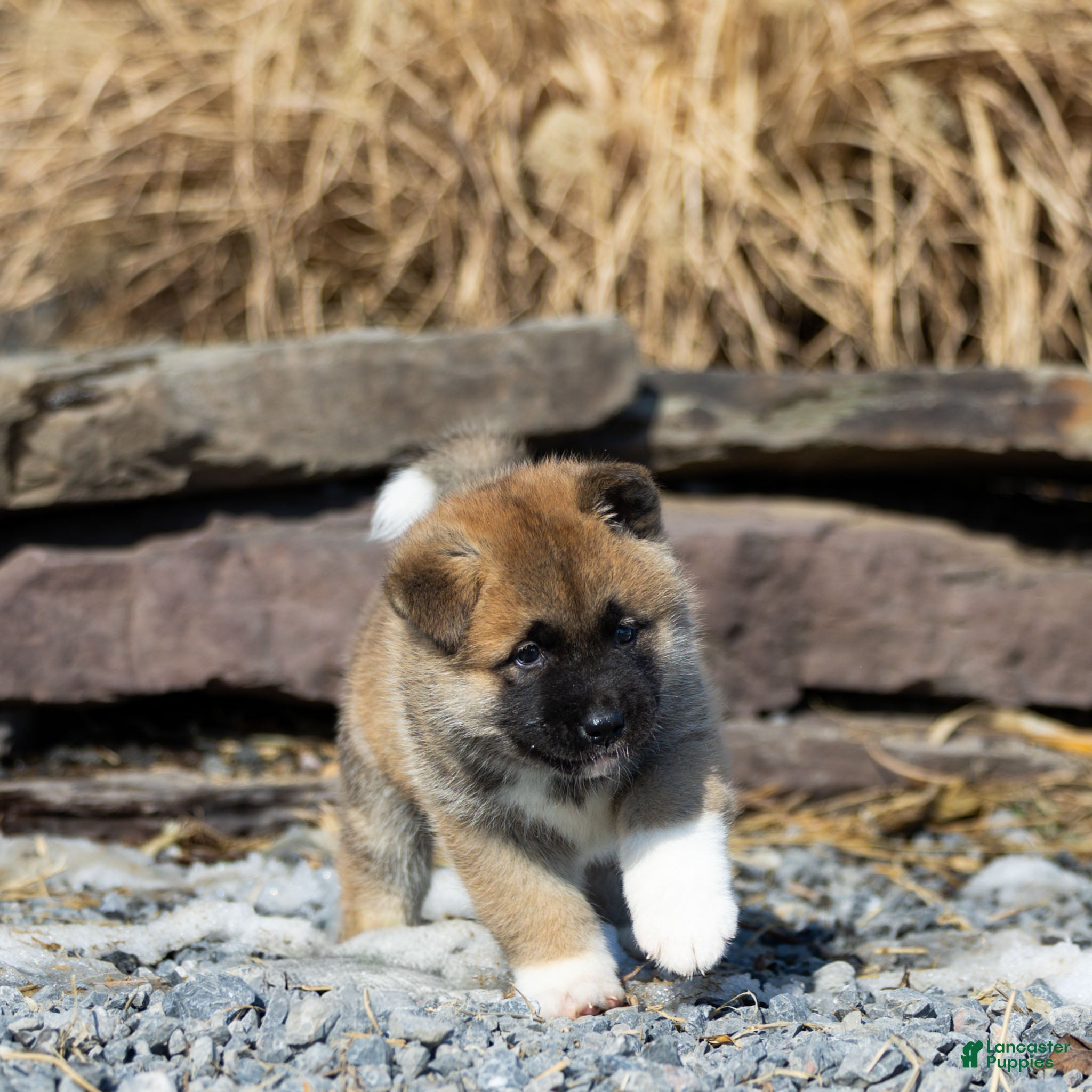 Akita dogs Flint Akita Puppy  - Ad 2