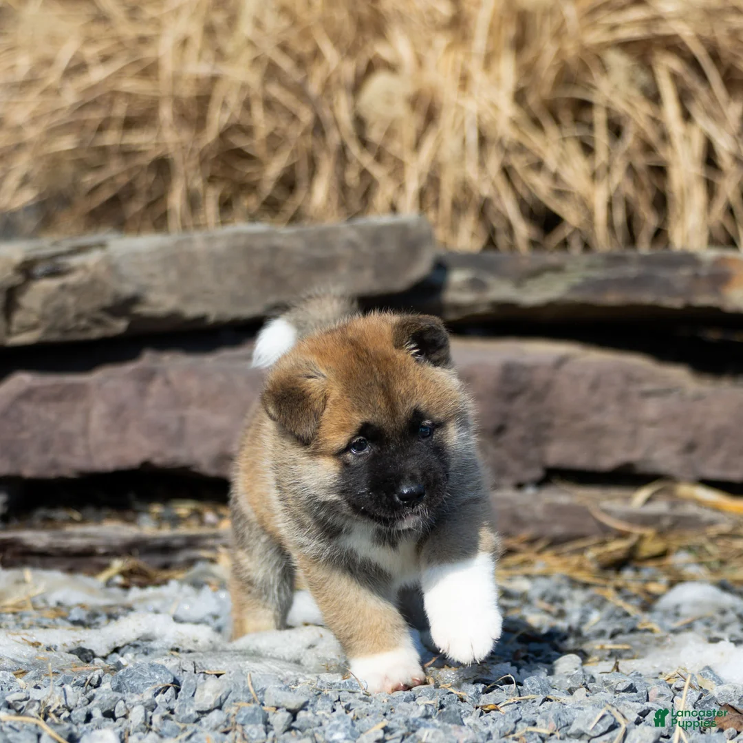Akita dogs for sale: Flint Akita Puppy  - Ad 2