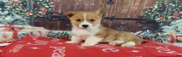 Welsh Corgi Pembroke dogs for sale: Welsh Corgi Pembroke Puppy 1 - Ad 4