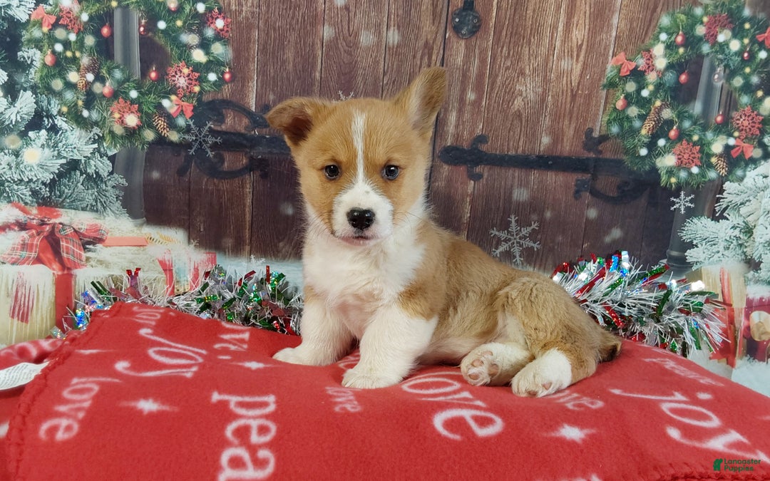 Welsh Corgi Pembroke dogs for sale: Welsh Corgi Pembroke Puppy 1 - Ad 4