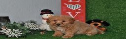 Bichpoo dogs for sale: Snickers - Ad 2