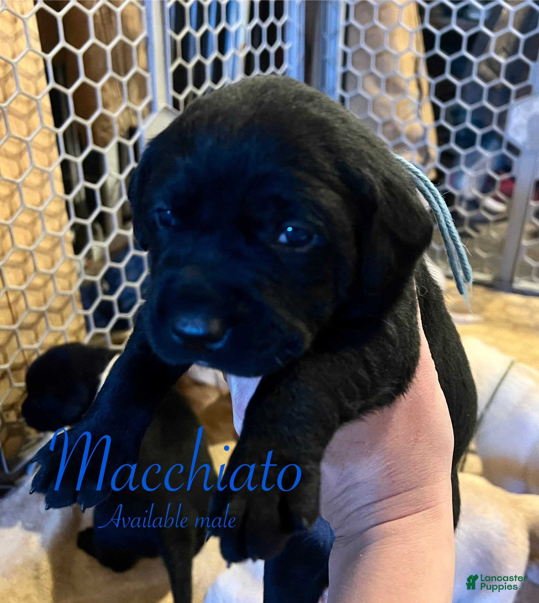 Labrador Retriever dogs Macchiato  - Ad 27