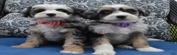 Mini Bernedoodle dogs for sale: Bailey - Ad 26