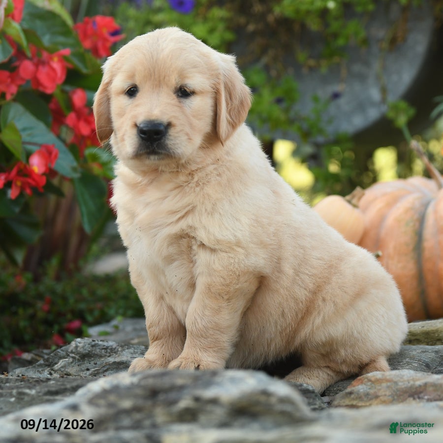 Golden Retriever dogs Cuddles - Ad 2