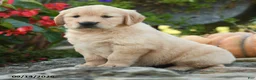 Golden Retriever dogs for sale: Cuddles - Ad 2