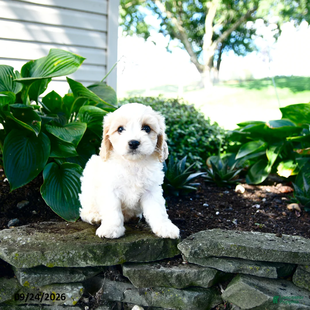 Cavachon dogs for sale: Laurence - Ad 2
