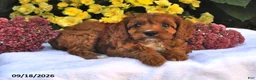 Cavapoo dogs for sale: Peaches - Ad 4