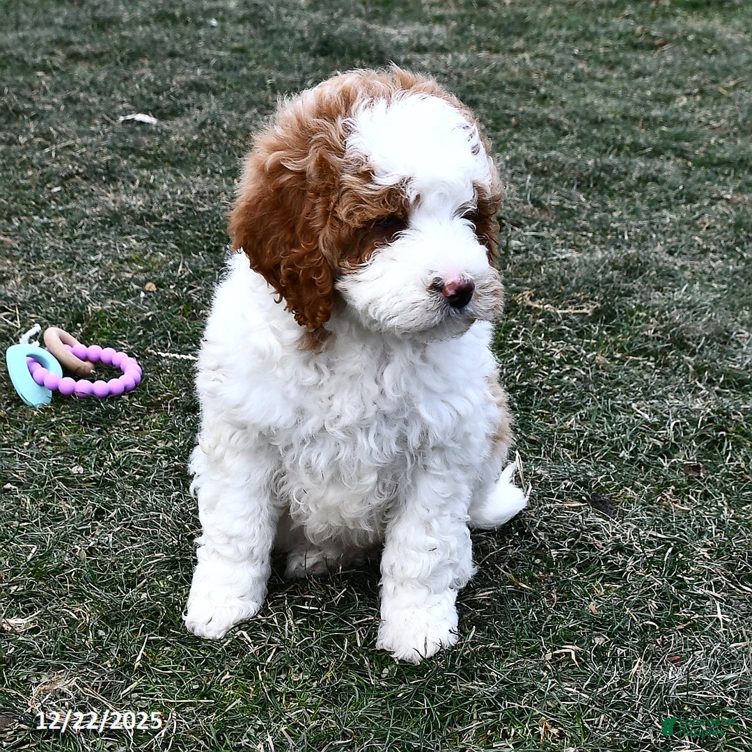 Mini Goldendoodle dogs for sale: Lacy - Ad 2