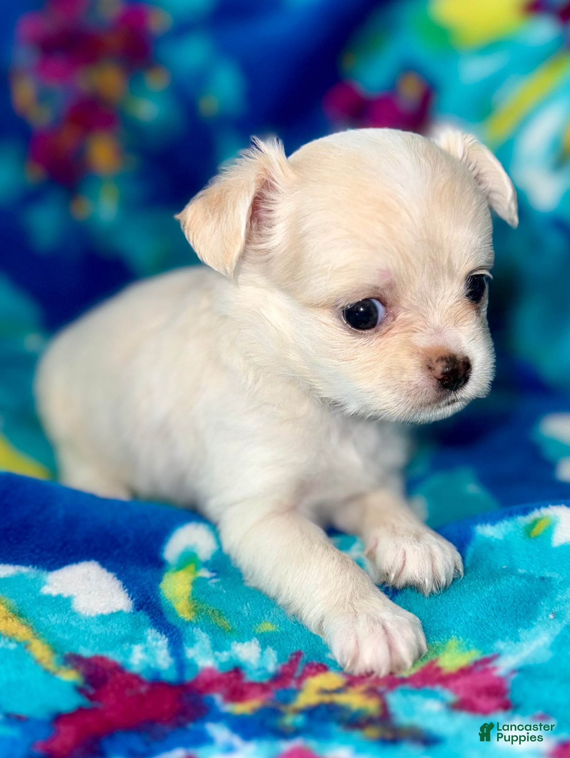 Chihuahua dogs Pearl - Ad 1