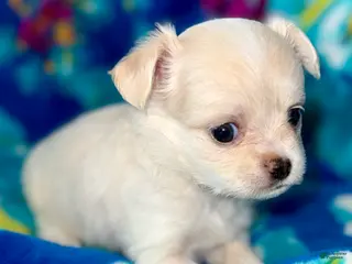 Chihuahua dogs for sale: Pearl - Ad 2